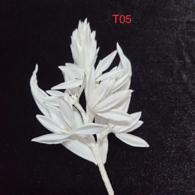 CÀI ÁO MẪU T05